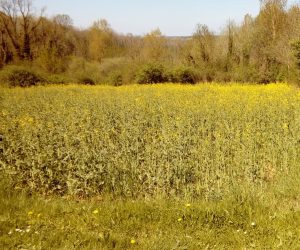 Terrain CRECY-AU-MONT