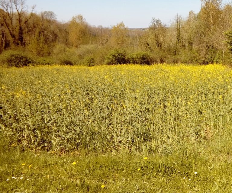 Terrain CRECY-AU-MONT